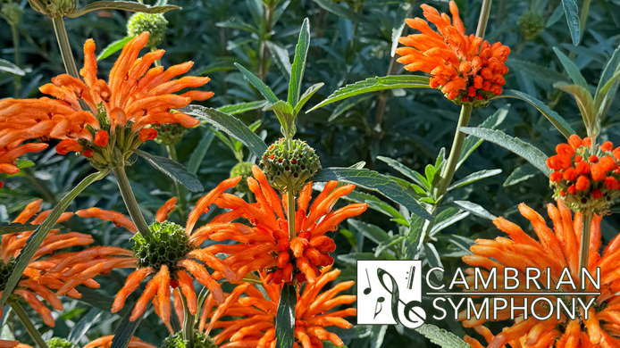 Orange flowers with text saying "Cambrian Symphony"