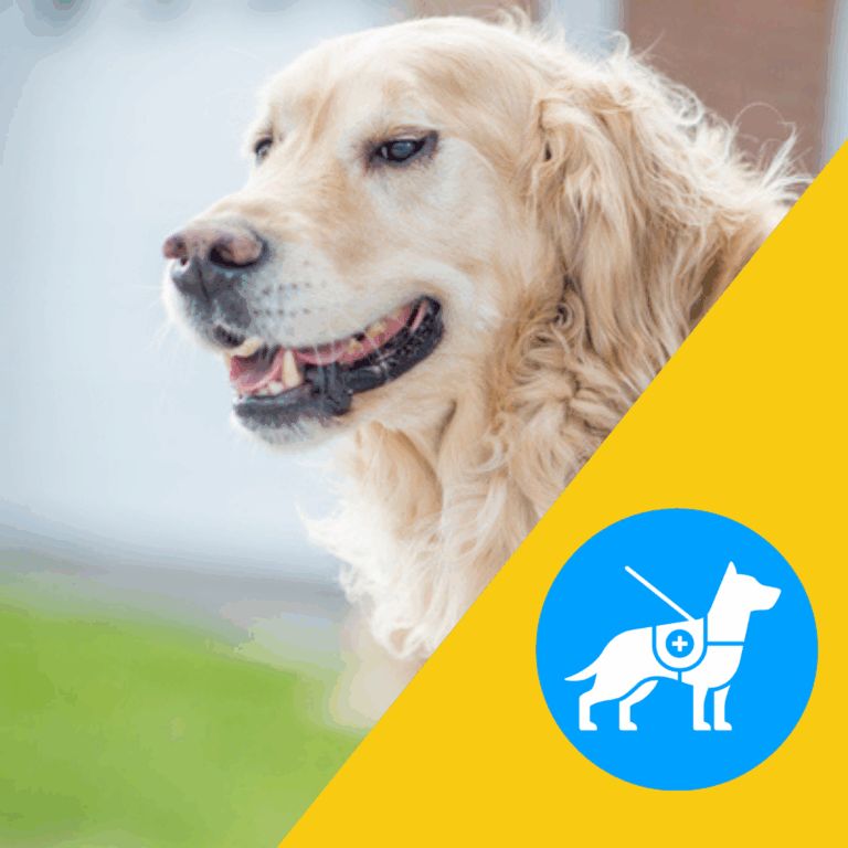 A smiling golden retriever. In the right corner is service dog pictogram